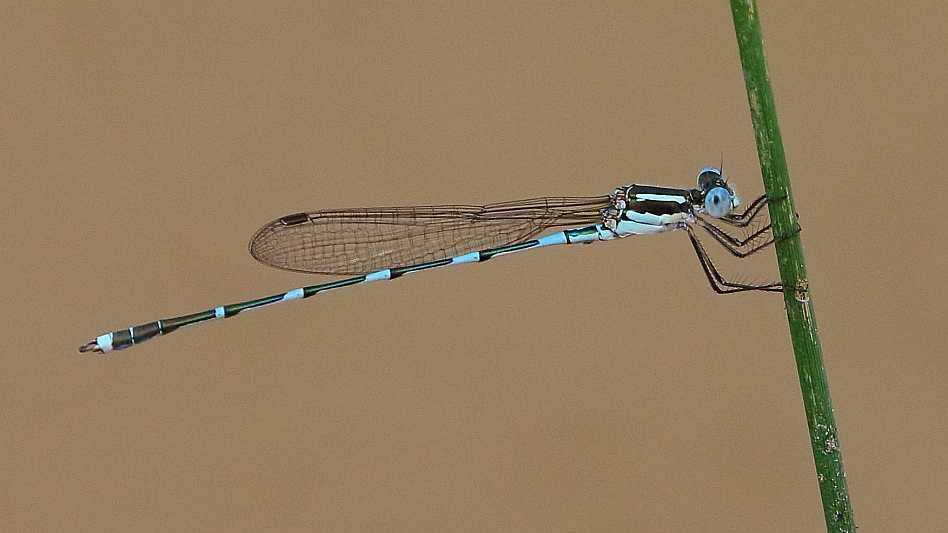 J19_2836 Austrolestes leda male.JPG